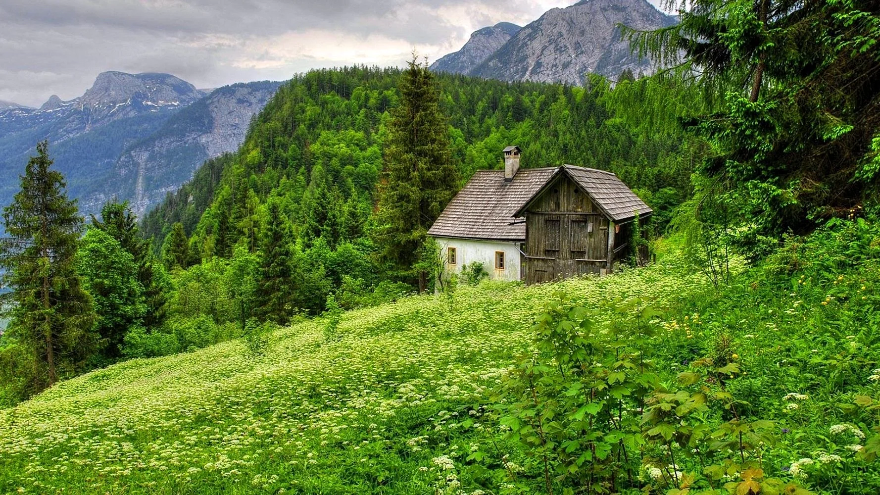 Old House In The Forest Wallpaper