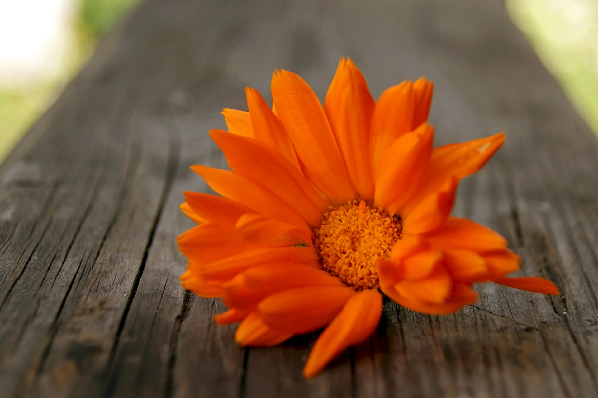 Orange Flower Wallpaper