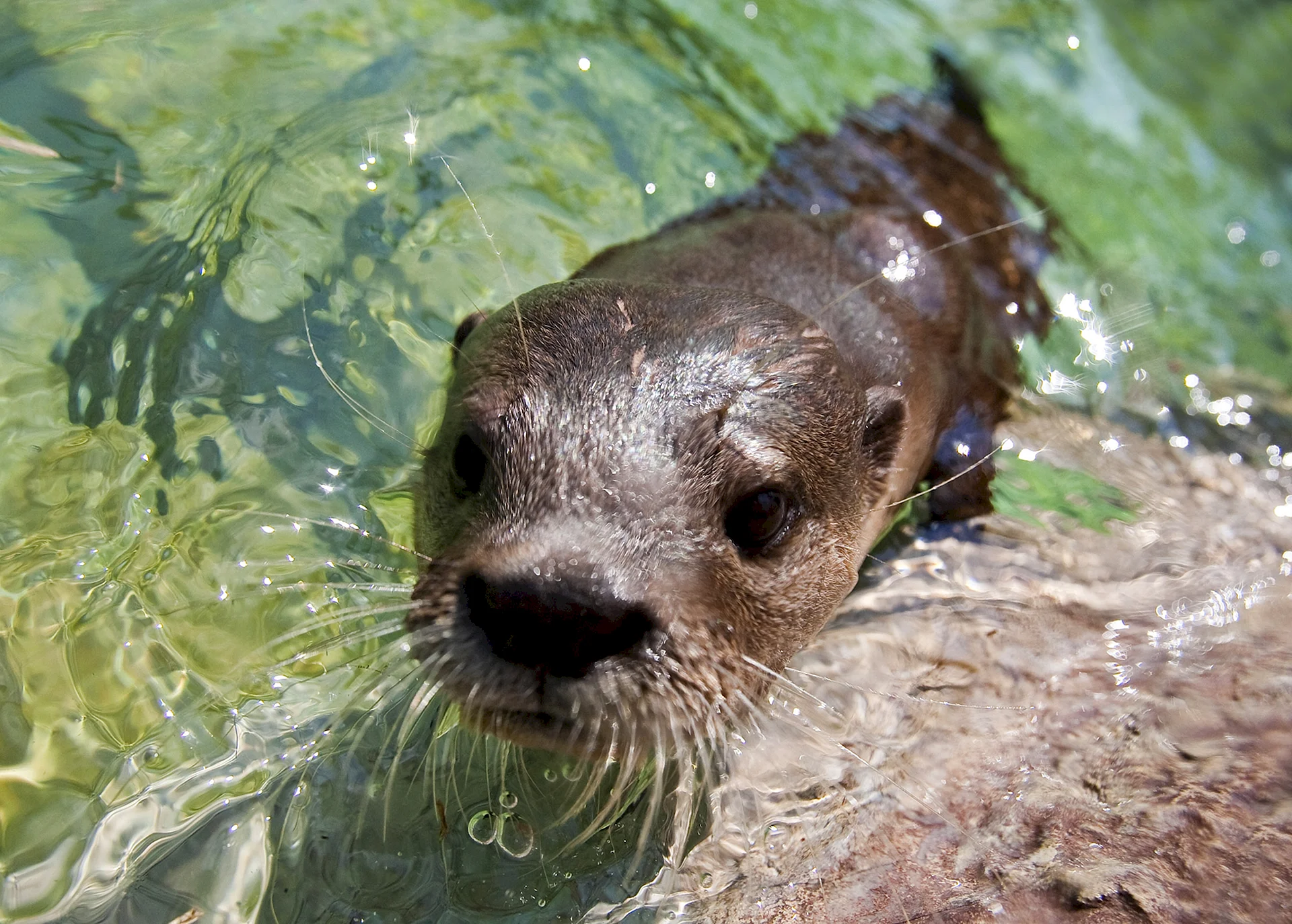 Otter In Water Wallpaper