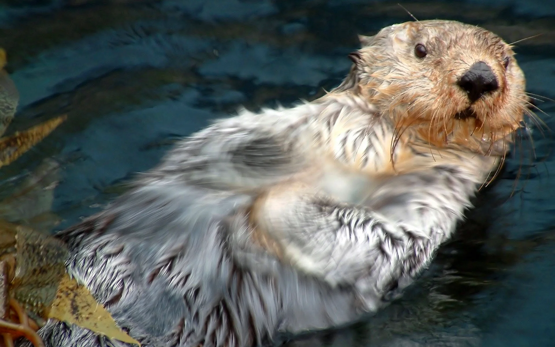 Otter Swim Wallpaper