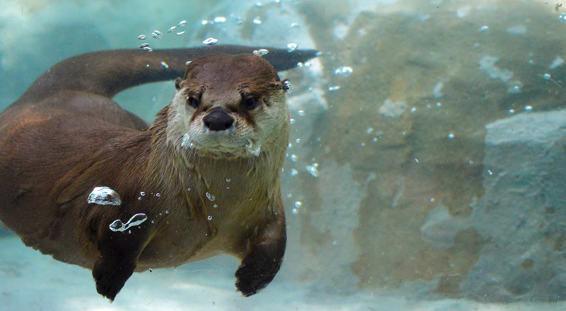 Otter Underwater Wallpaper