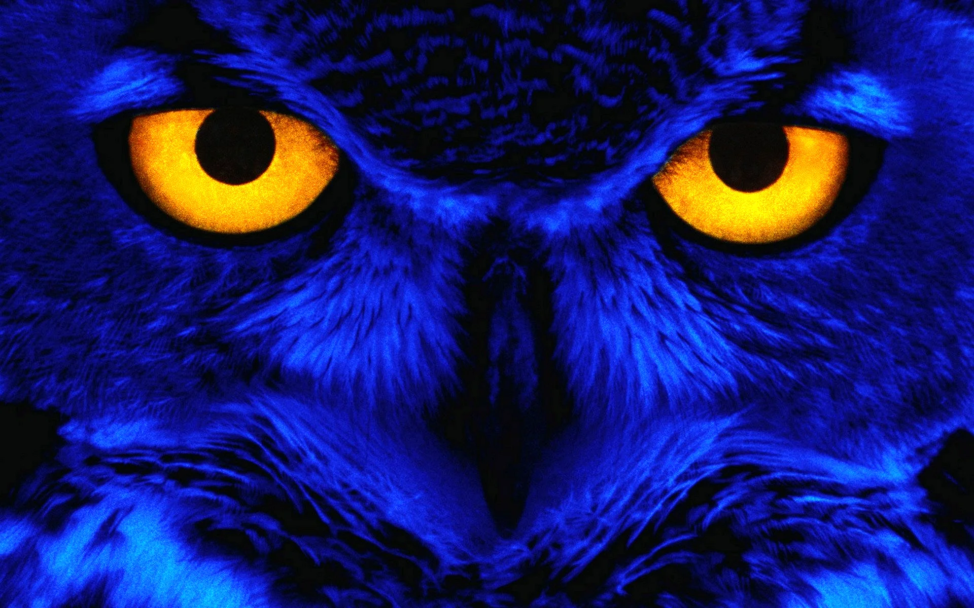 Owl Wallpaper