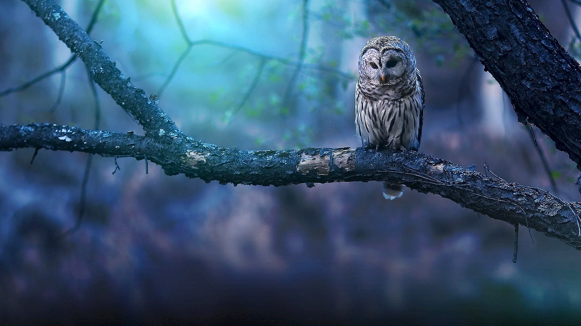 Owl Wallpaper