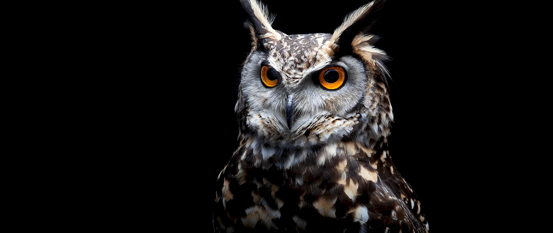 Owl Wallpaper