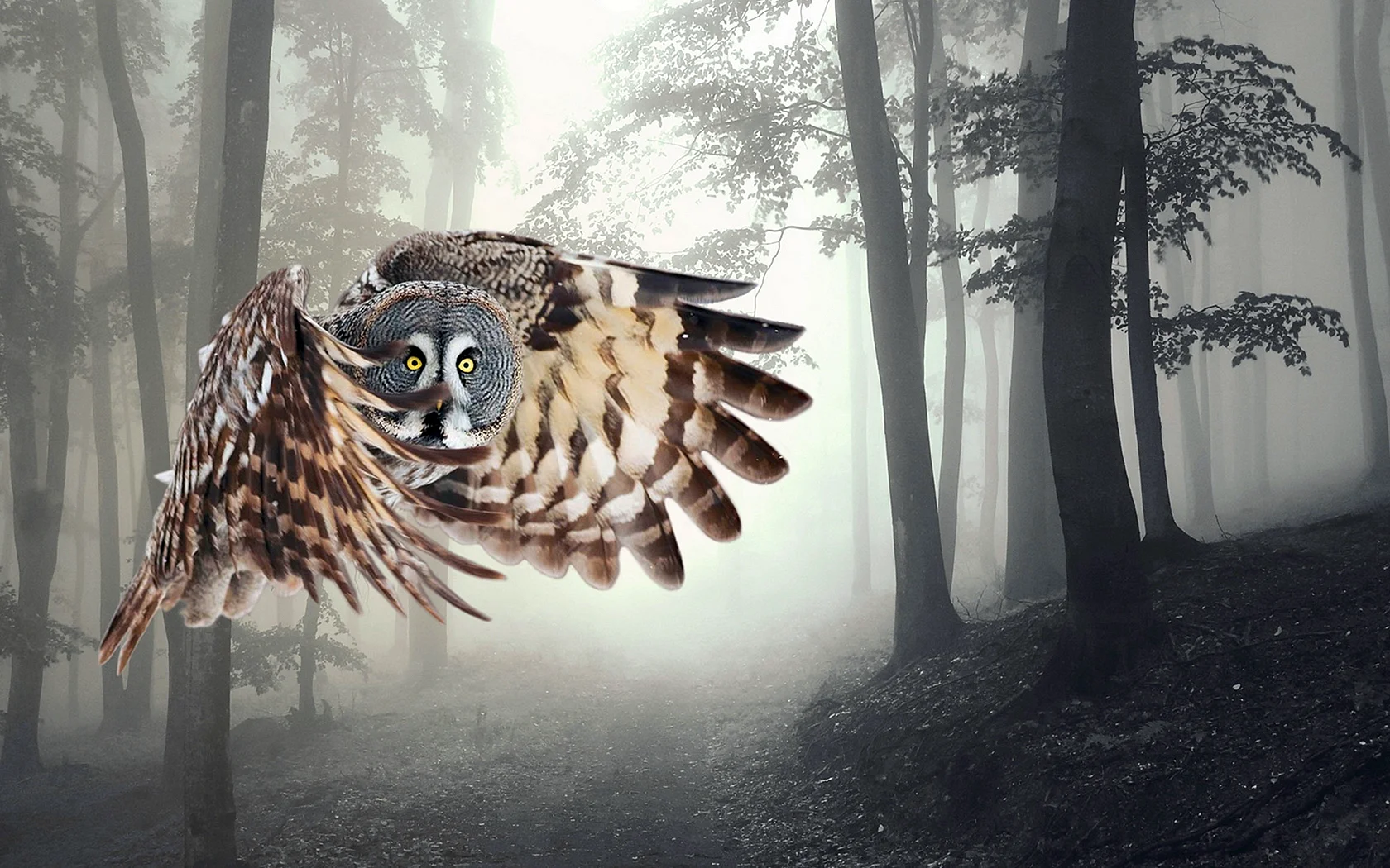 Owl In Forest Wallpaper