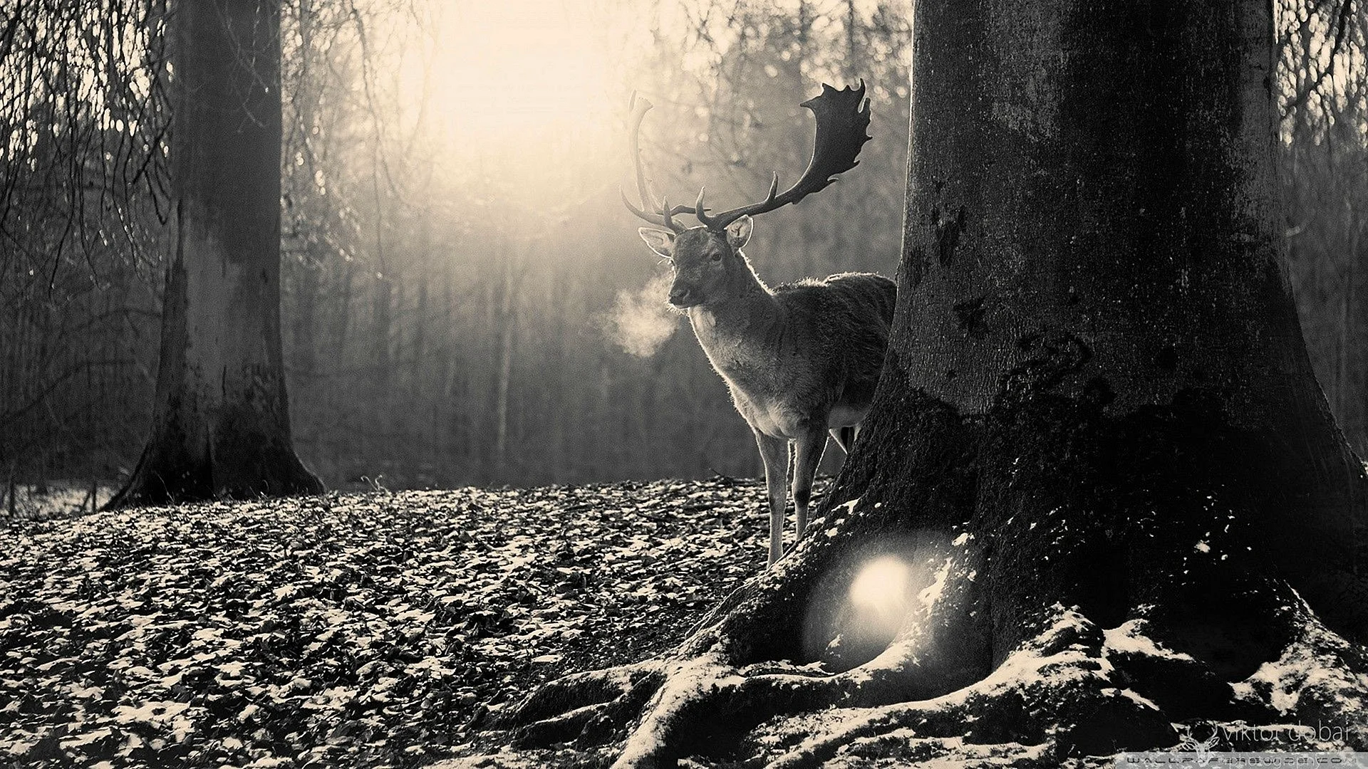 Pagan Deer Wallpaper