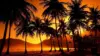 Palm Beach Sunset Wallpaper