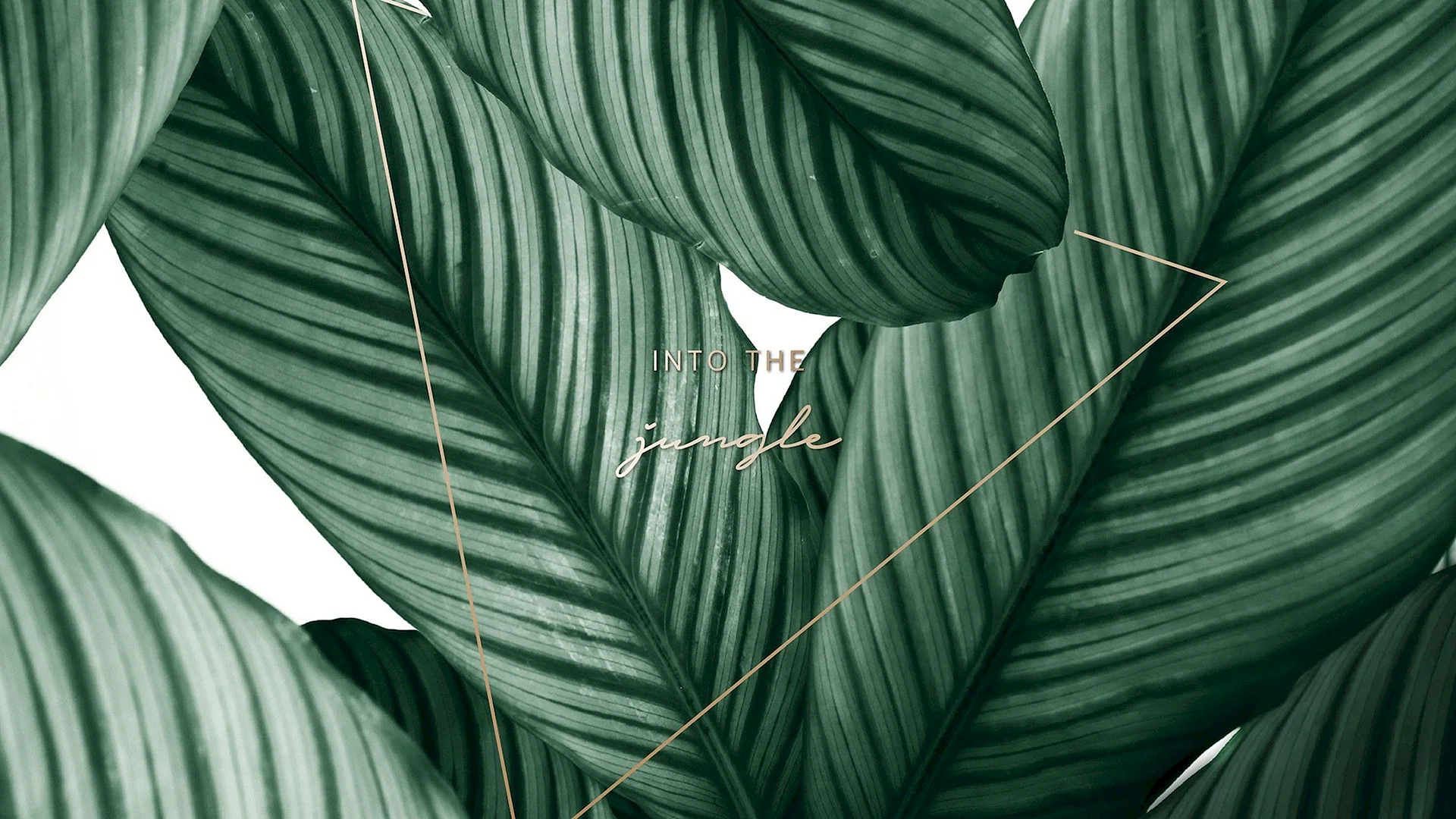 Palm Leaf Pattern Wallpaper
