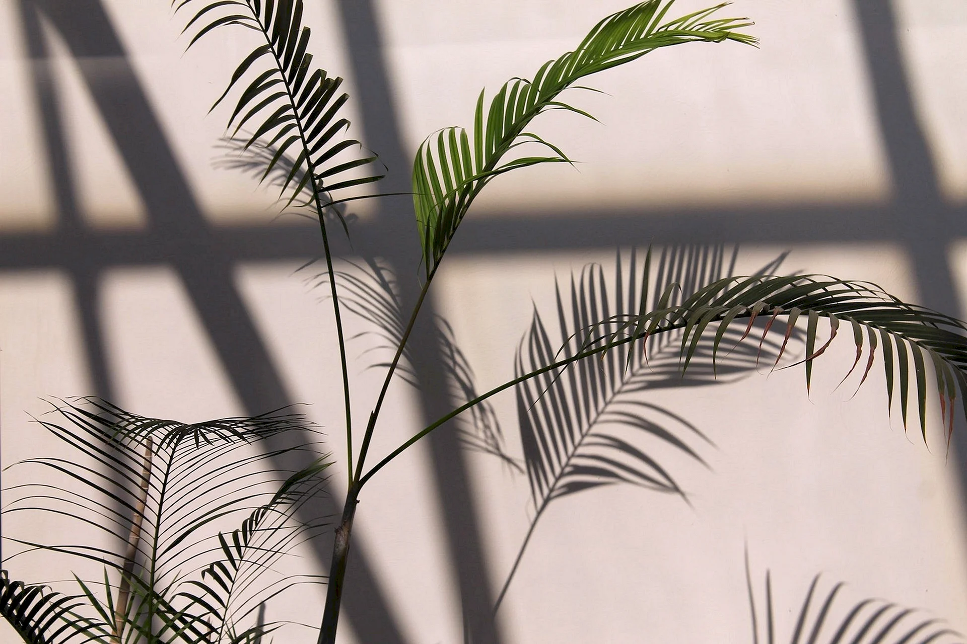 Palm Leaf Shadow Wallpaper