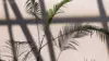 Palm Leaf Shadow Wallpaper