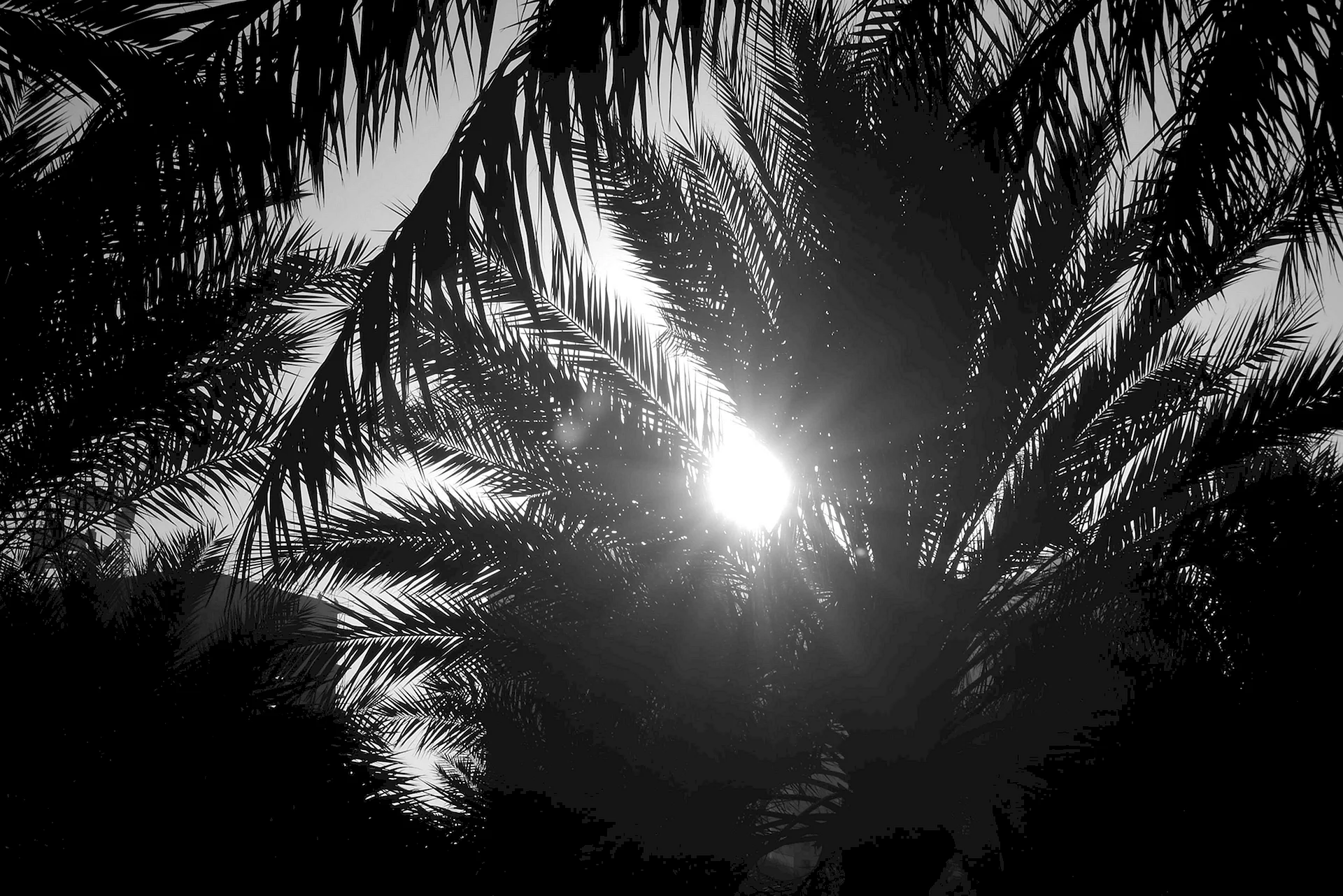 Black Palm Tree Wallpapers - Free Black Palm Tree Backgrounds ...