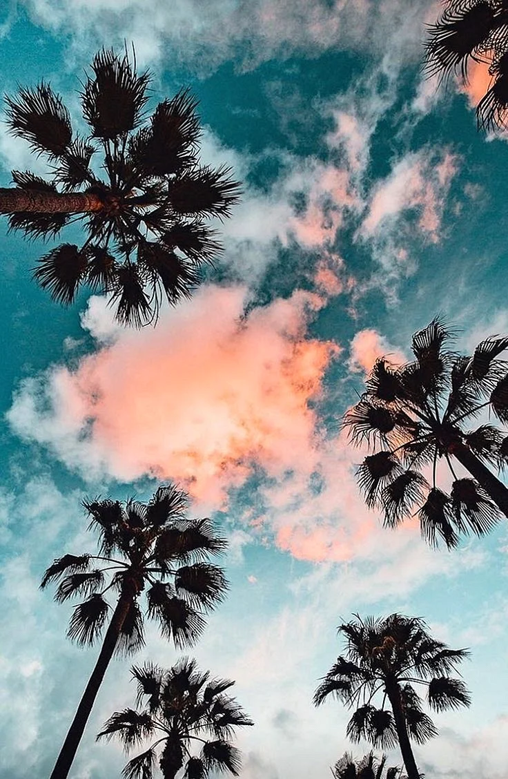 Palm Tree Aesthetic Wallpaper For iPhone