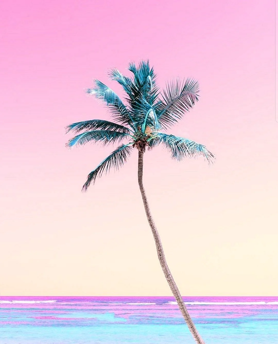 Palm Tree Background Wallpaper For iPhone