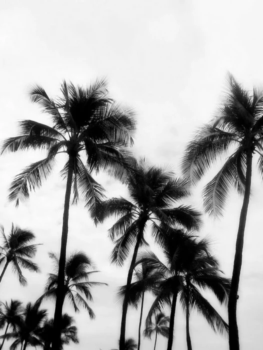 Palm Tree Black and White Wallpaper