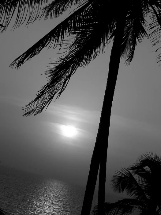 Palm Tree Black and White Wallpaper