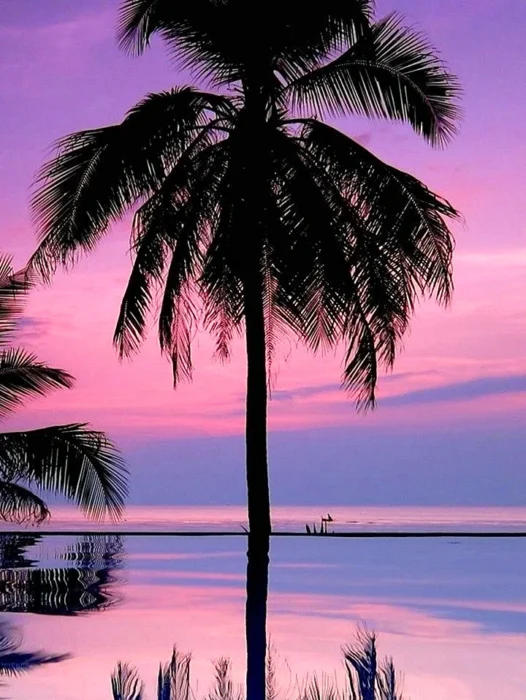 Palm Tree Night Wallpaper For iPhone