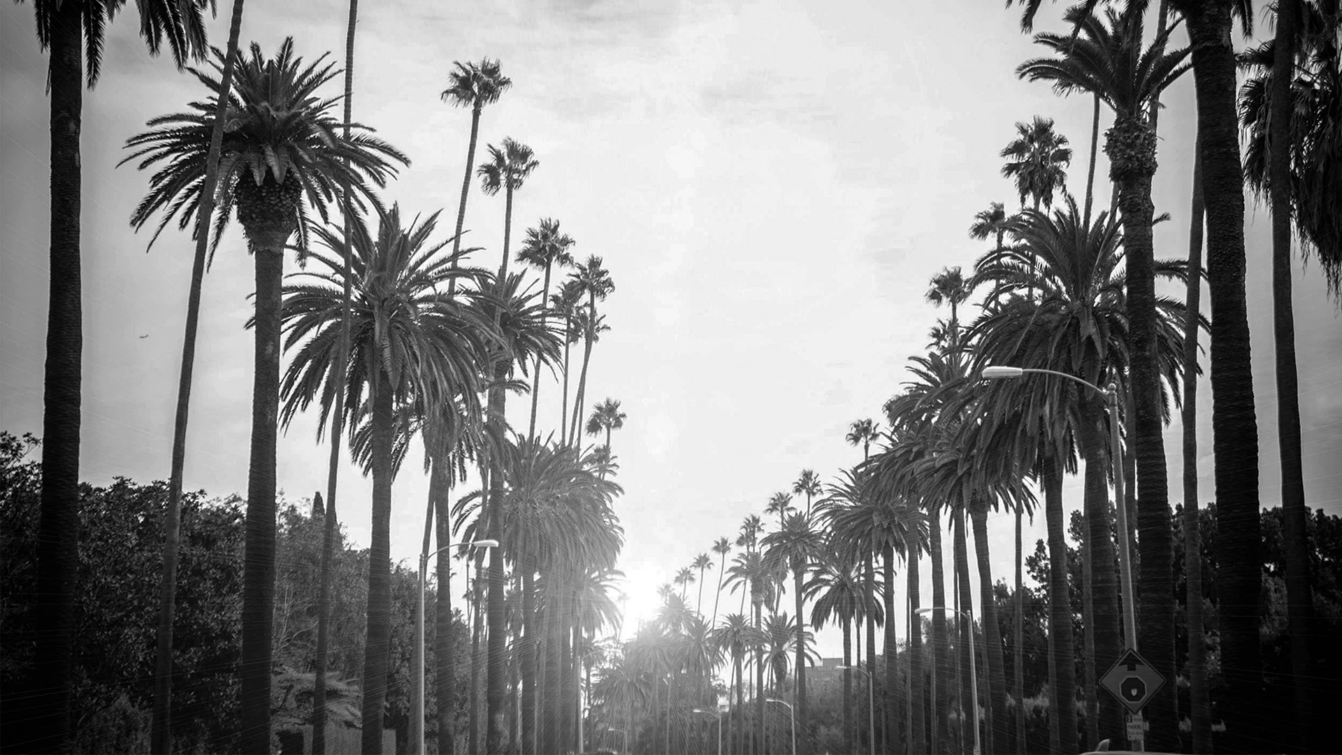 Palm Tree Street Hollywood Wallpaper