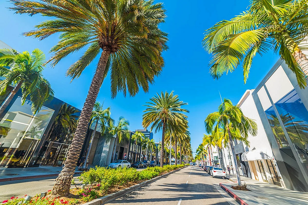 Palms Hollywood Street Wallpaper