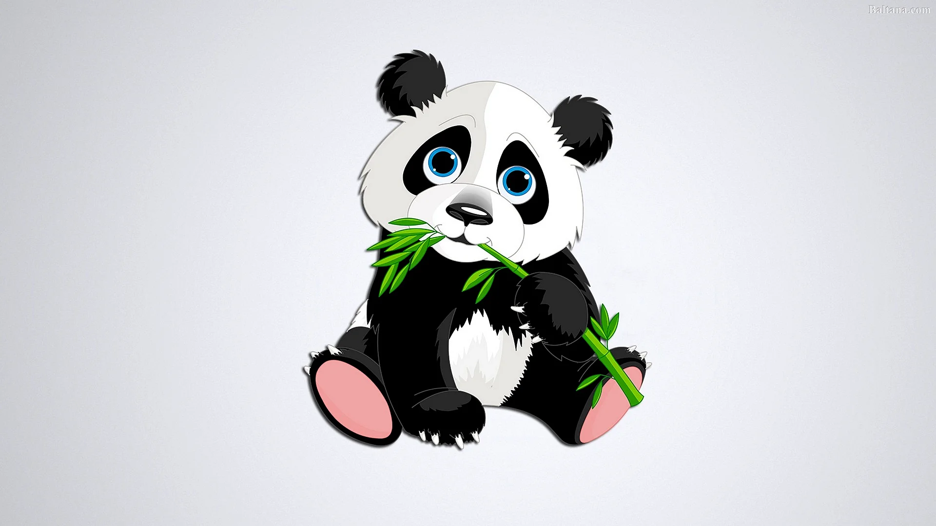 Panda Wallpaper