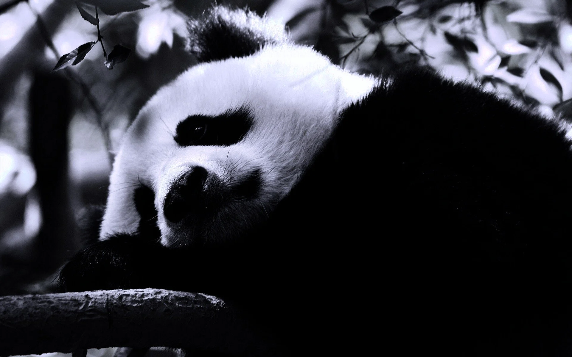 Panda Wallpaper