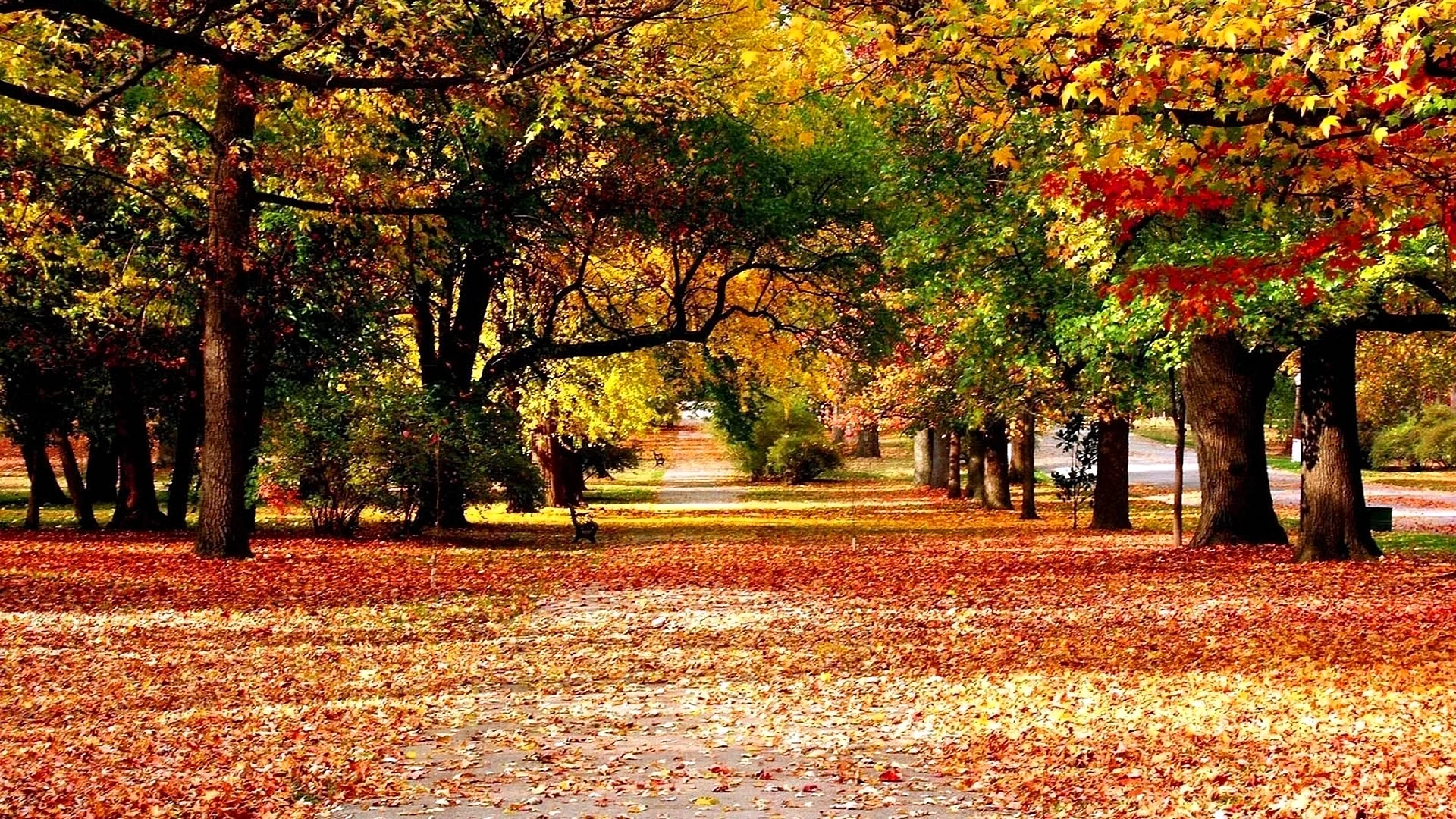 Park Autumn Landscape Wallpaper