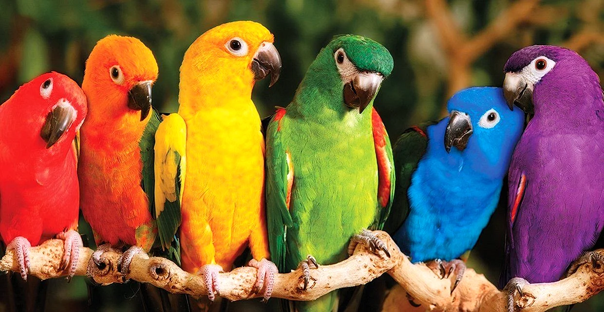 Parrot Wallpaper