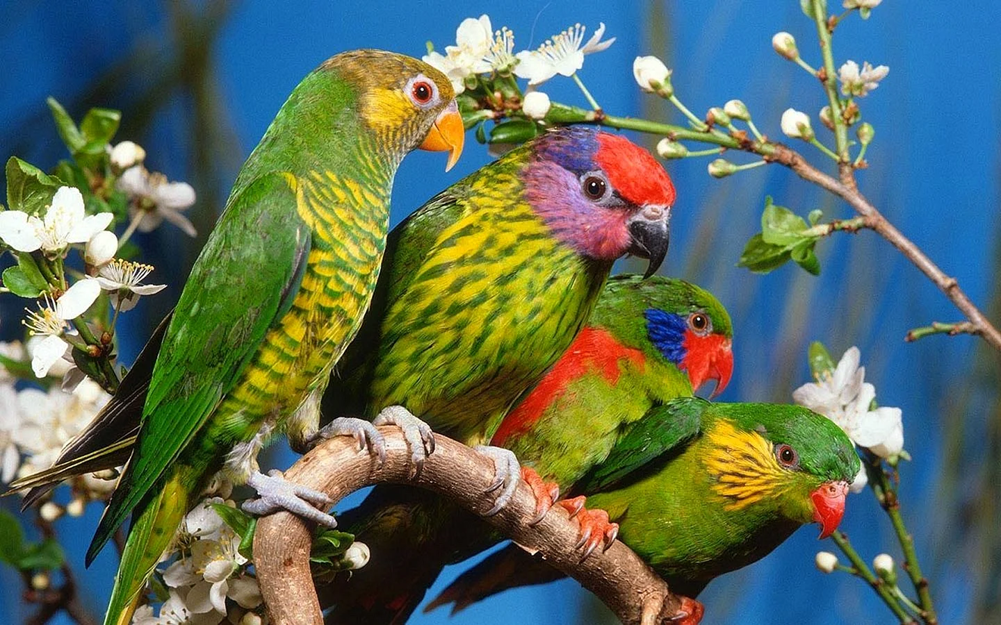 Parrot Wallpaper