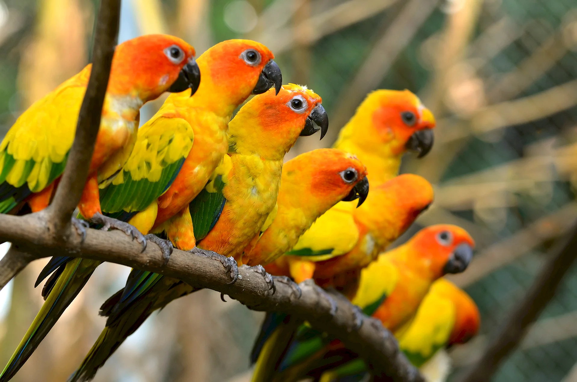 Parrot Bird Wallpaper