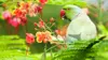 Parrot Flower Wallpaper