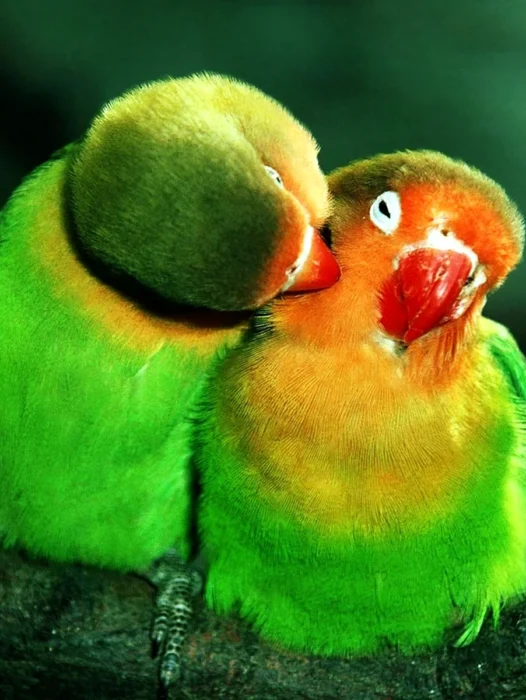 Parrot Love Wallpaper