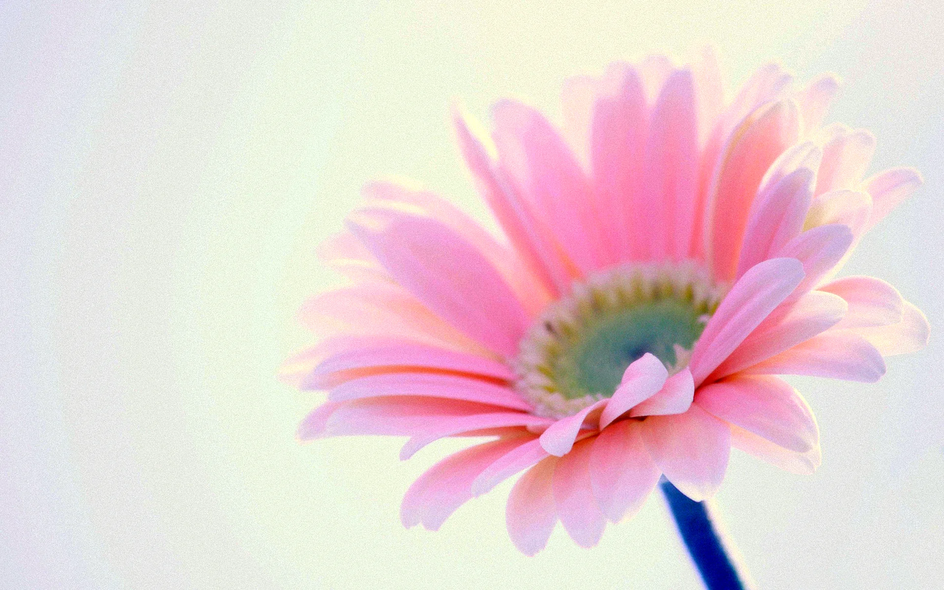 Pastel Flower Background Wallpaper