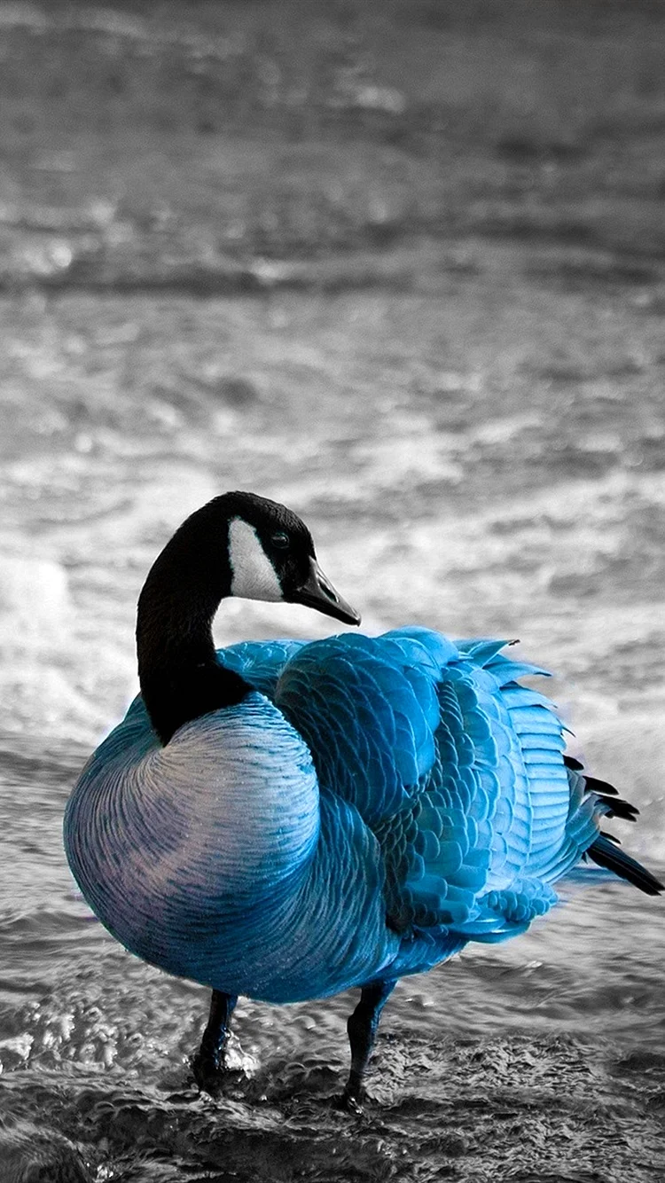 Pato Azul Wallpaper For iPhone