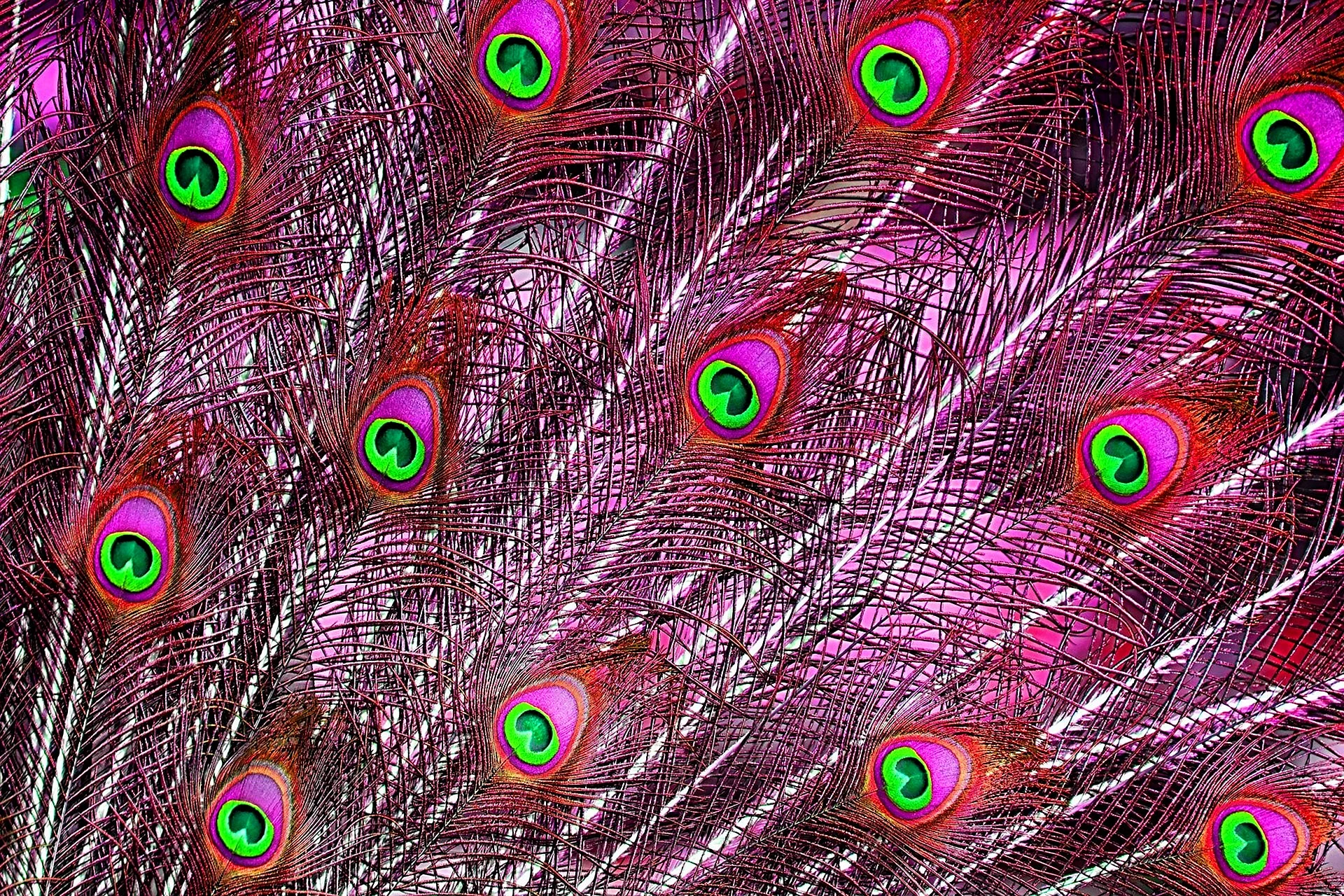 Peacock Feather Wallpaper