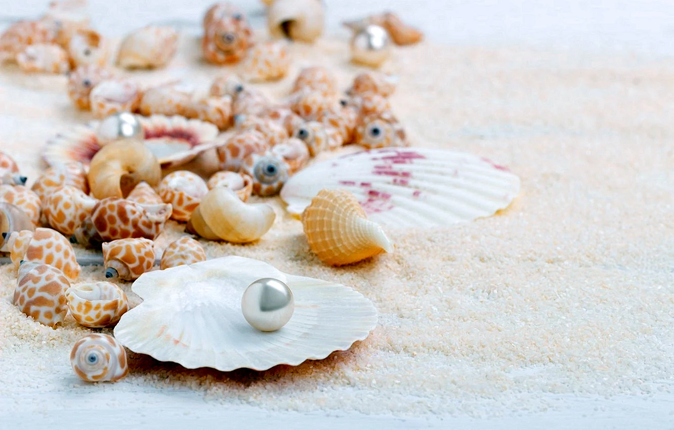 Pearl Seashell Wallpaper