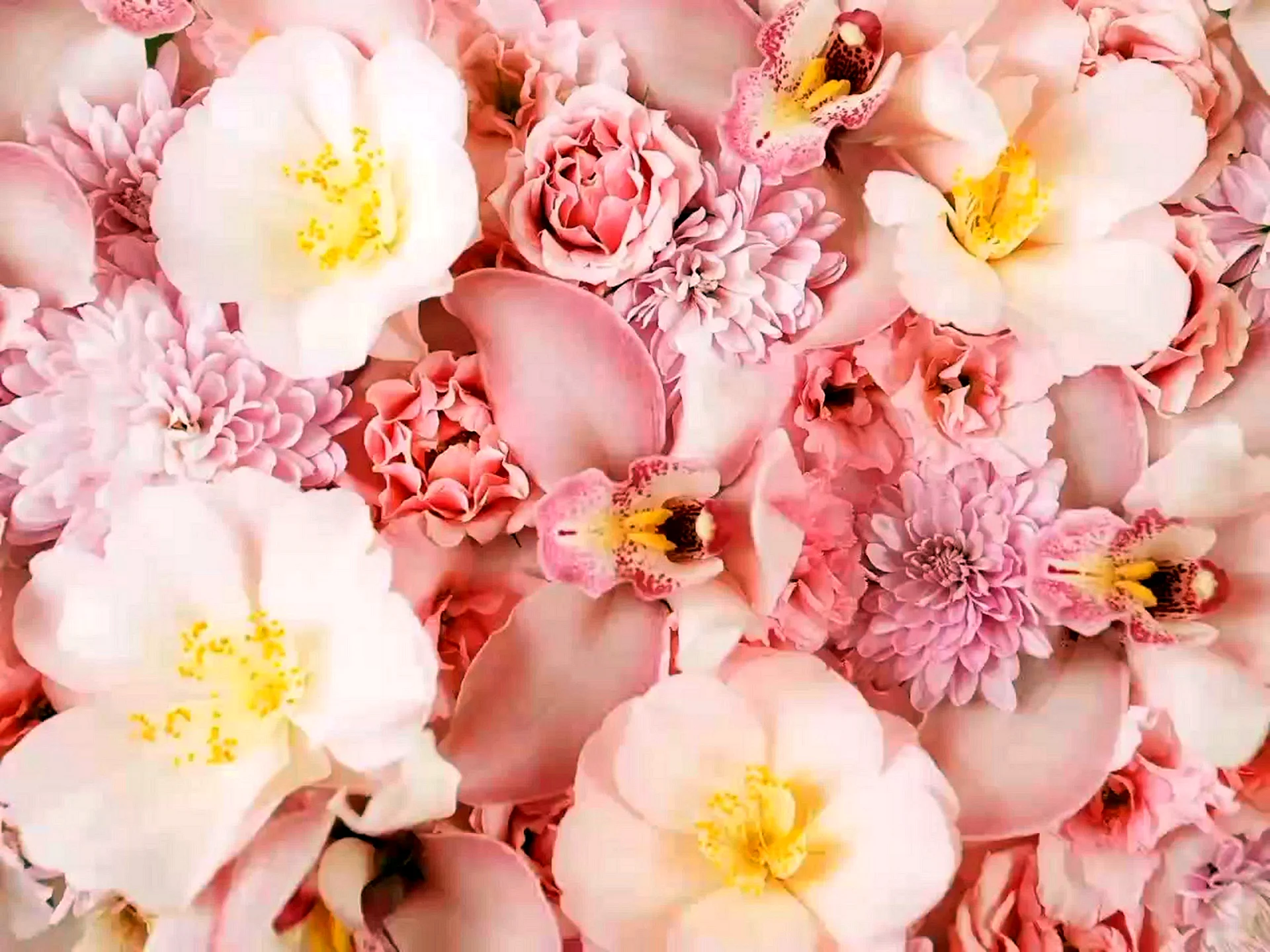 Peony Wallpaper