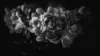 Peony Black and White Wallpaper