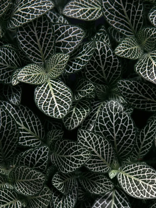 Perilla Leaf Wallpaper