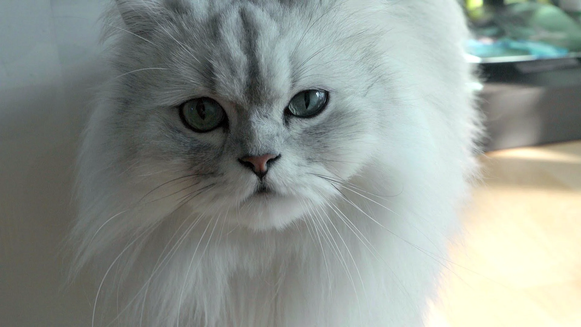 Perserkatze Wallpaper