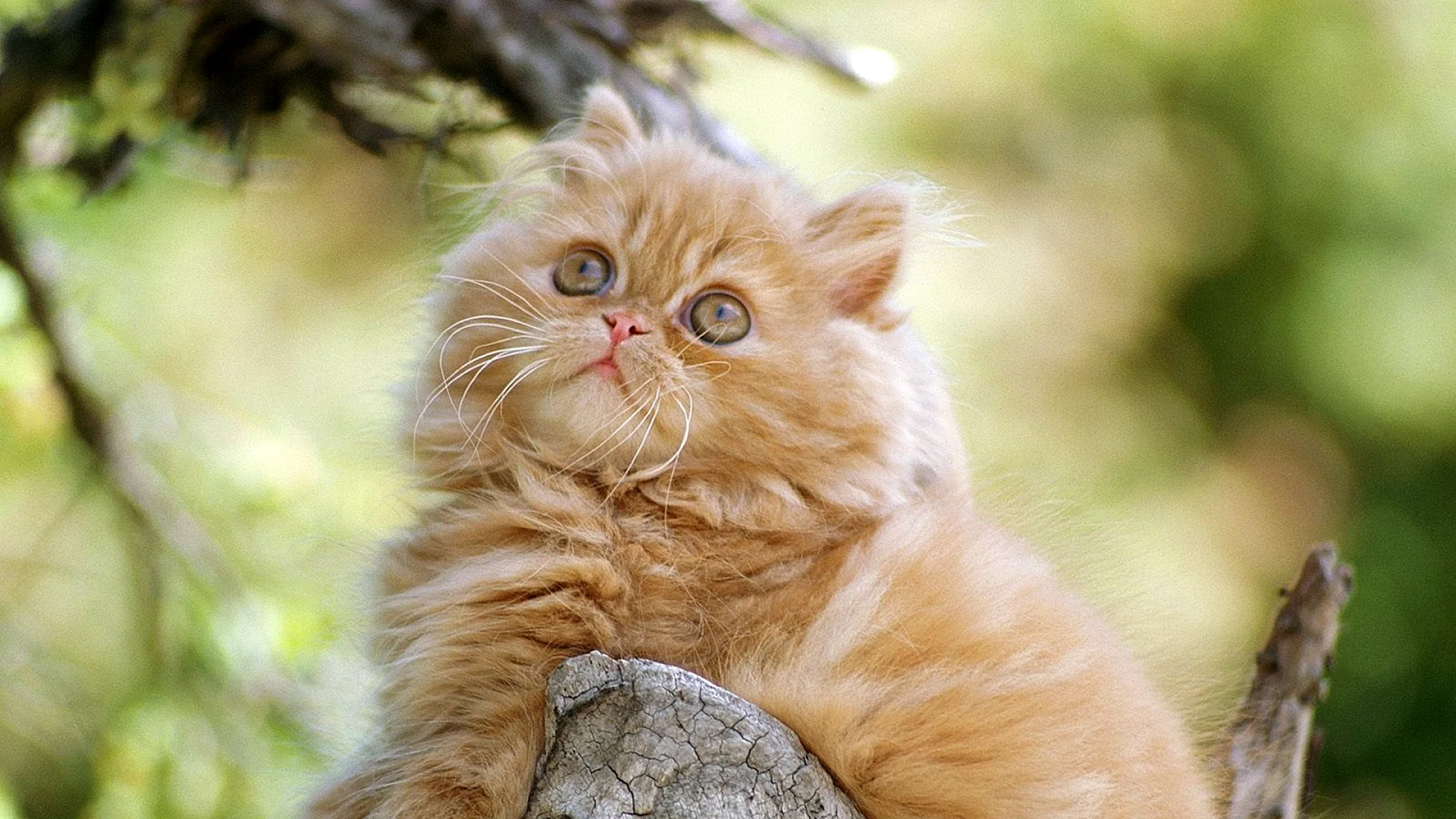 Persian Cat Wallpaper