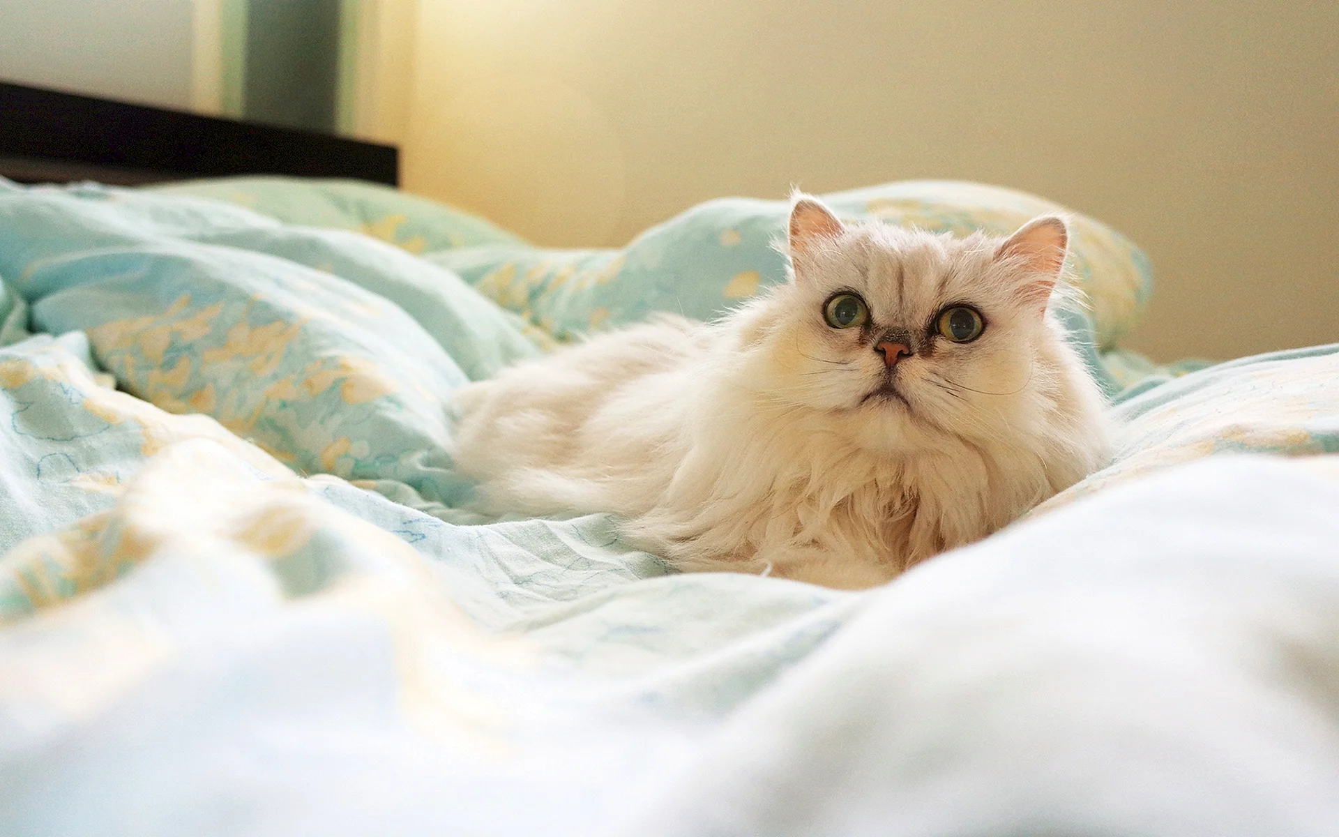 Persian Cat Wallpaper
