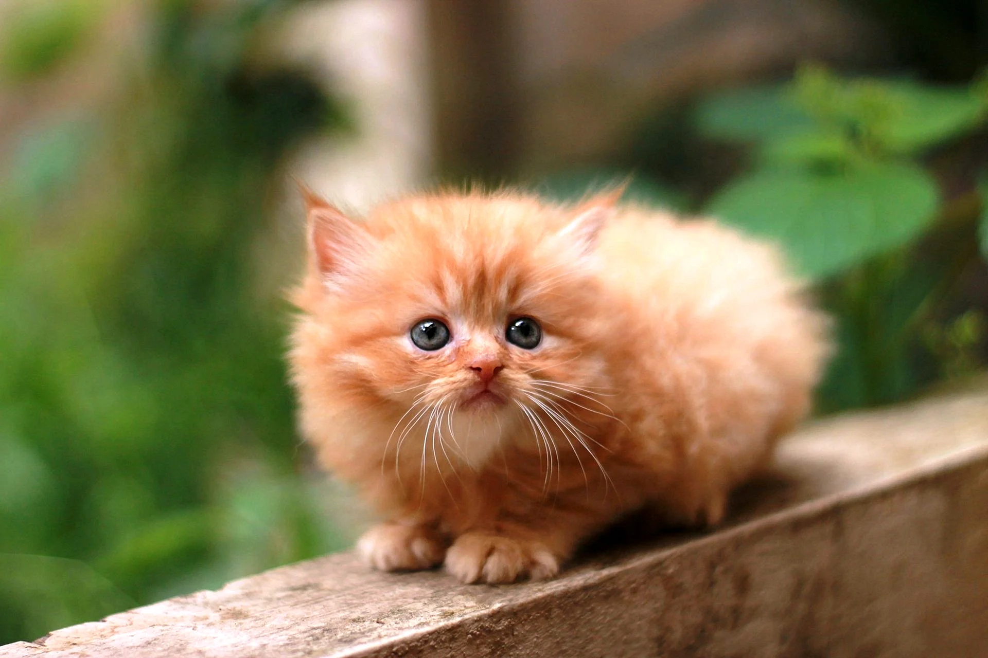 Persian Cat Types Wallpaper