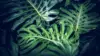 Philodendron Melanochrysum Wallpaper