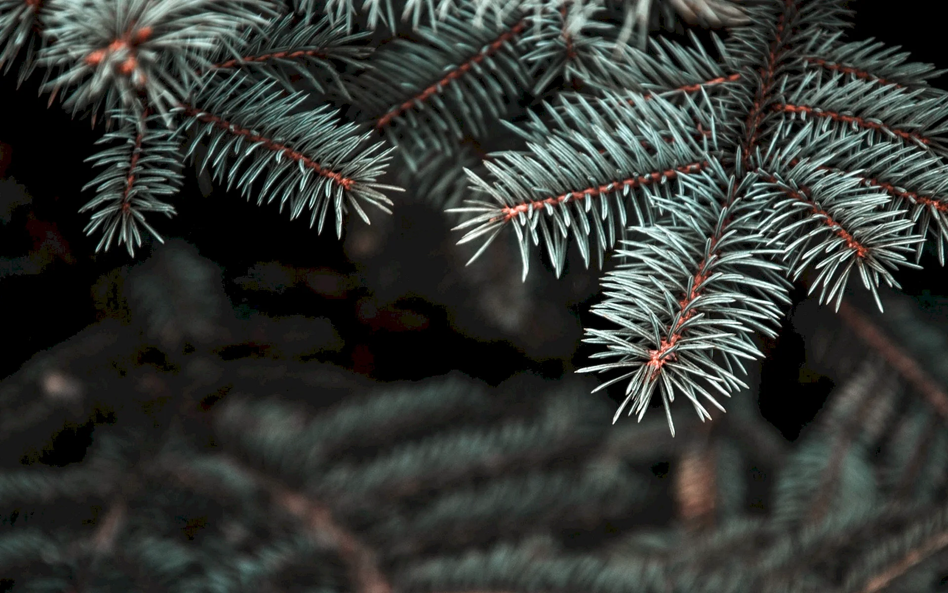 Pine Branches Blur Wallpaper