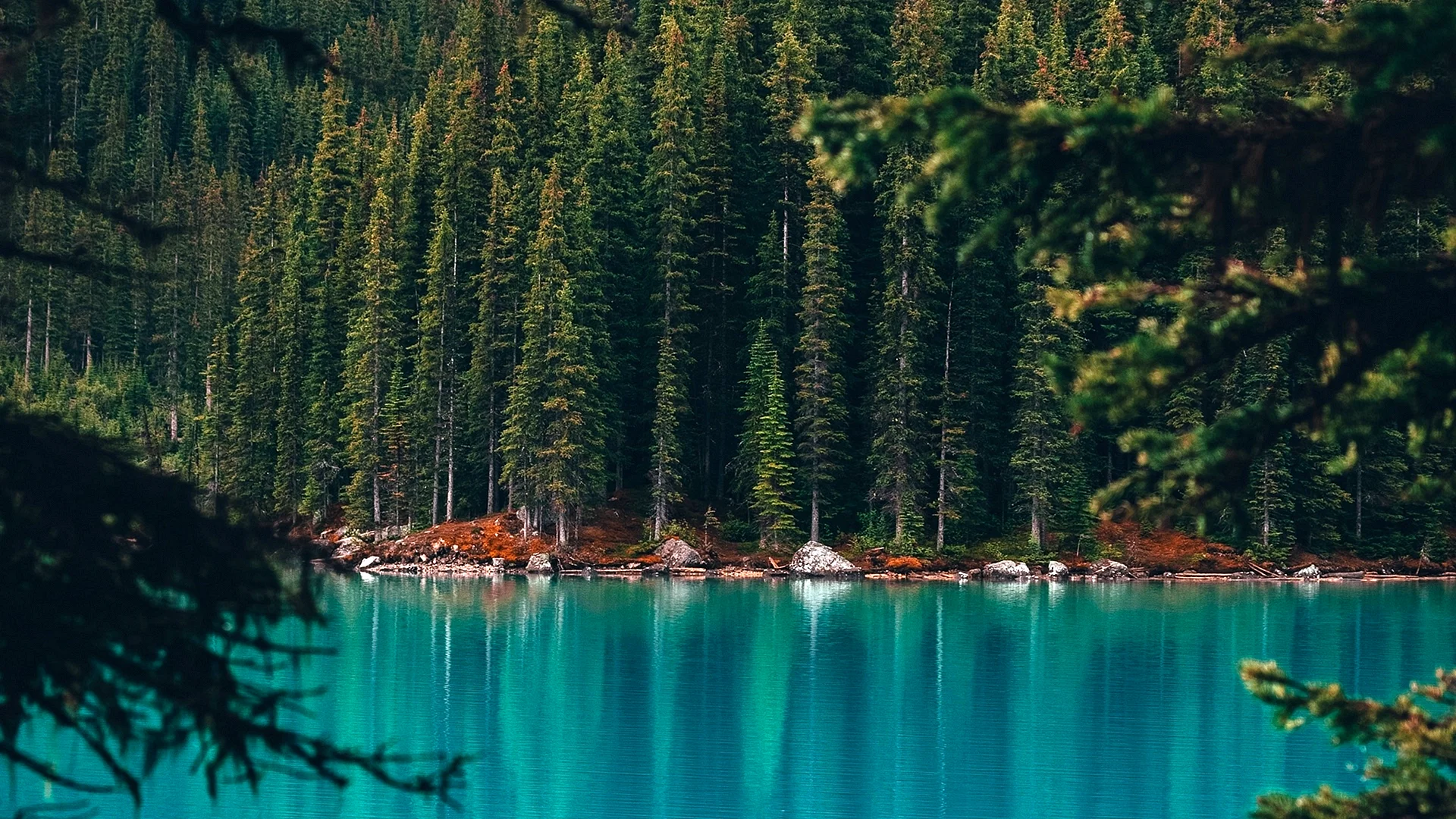 Pine Lake Wallpaper