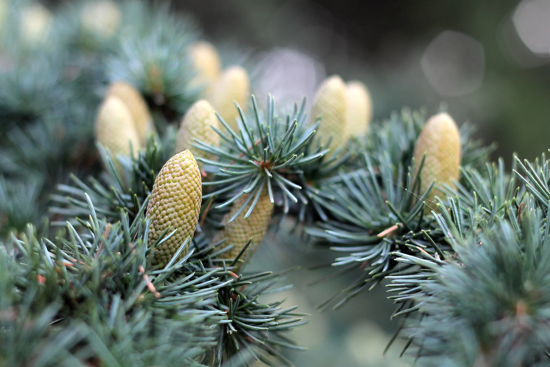 Pine Macro Wallpaper