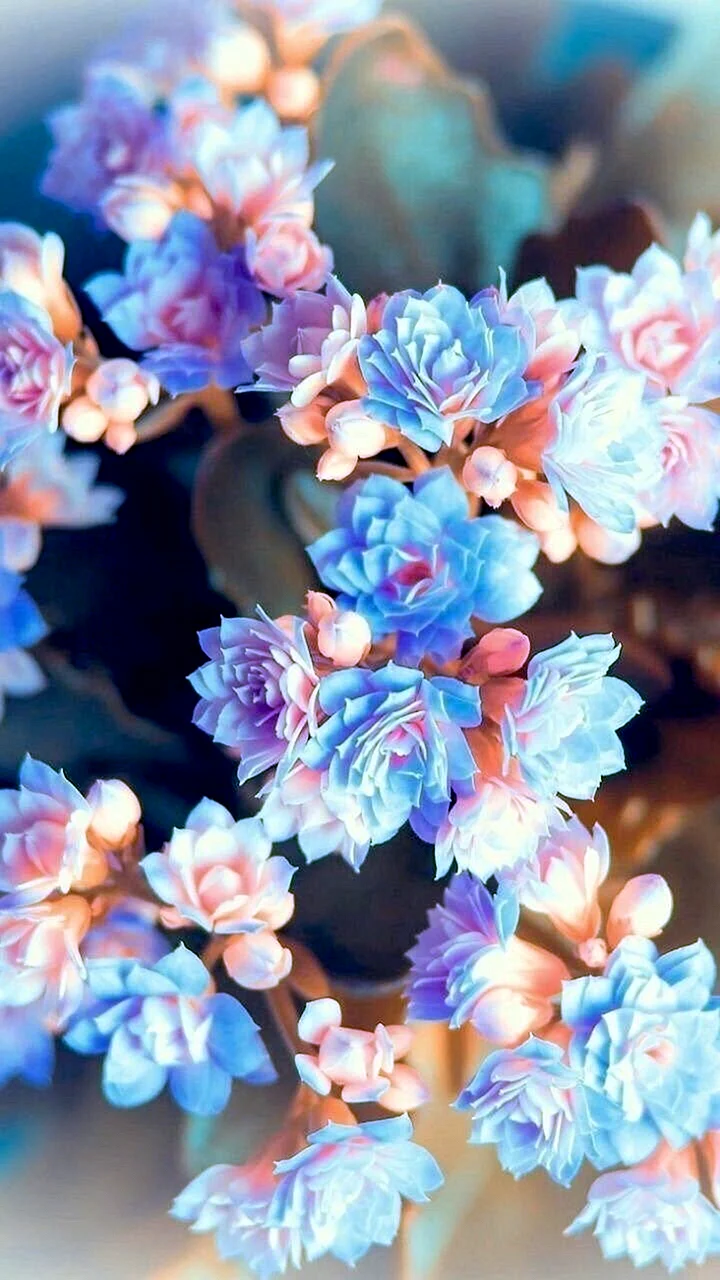 Pink And Blue Wallpaper For iPhone