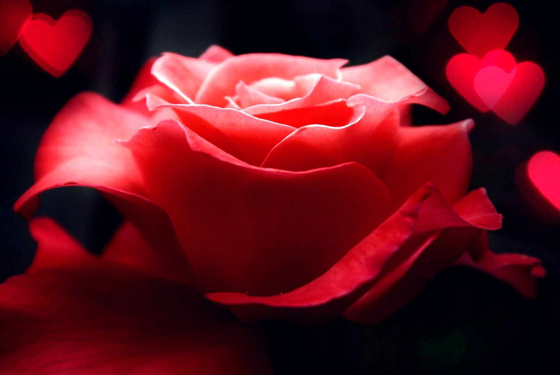 Pink And Red Roses Wallpaper