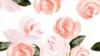 Pink Blush Watercolor Flower Wallpaper