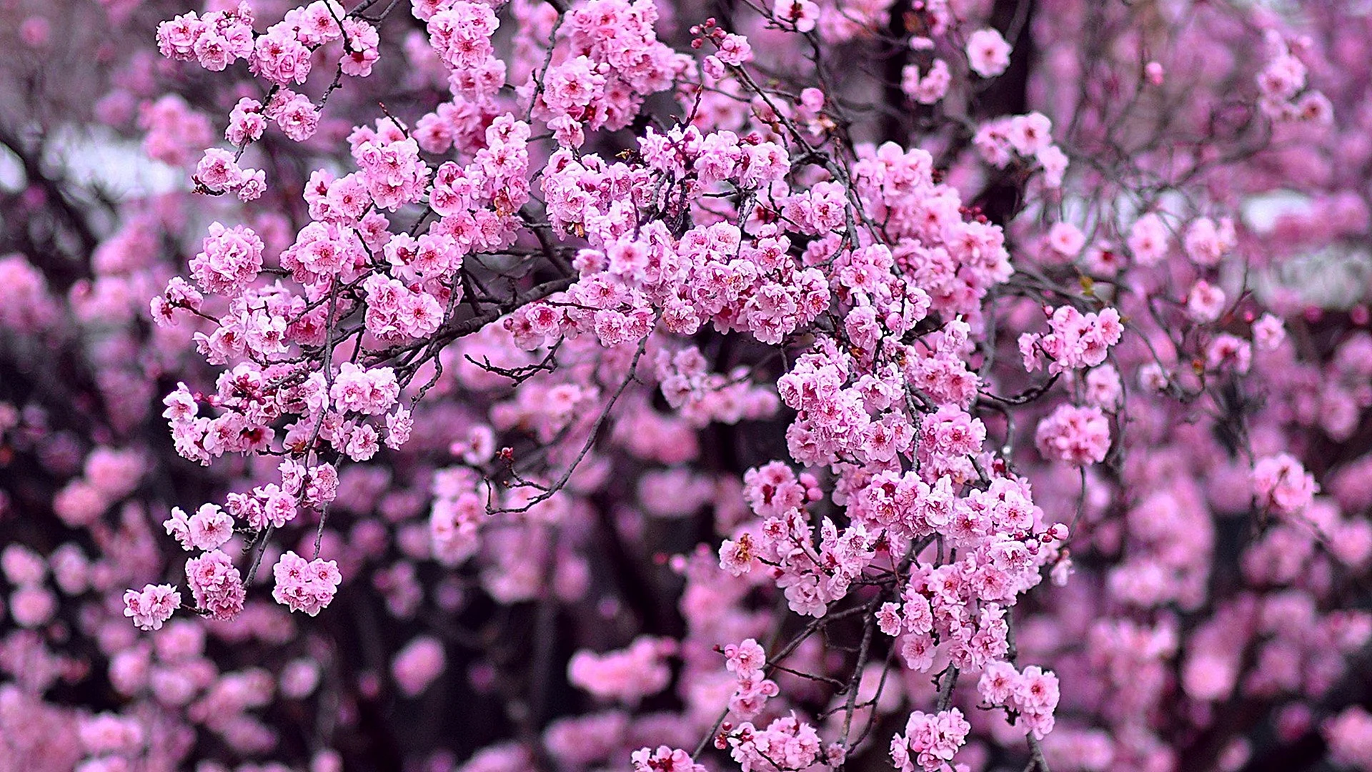 Pink Cherry Blossoms Wallpaper