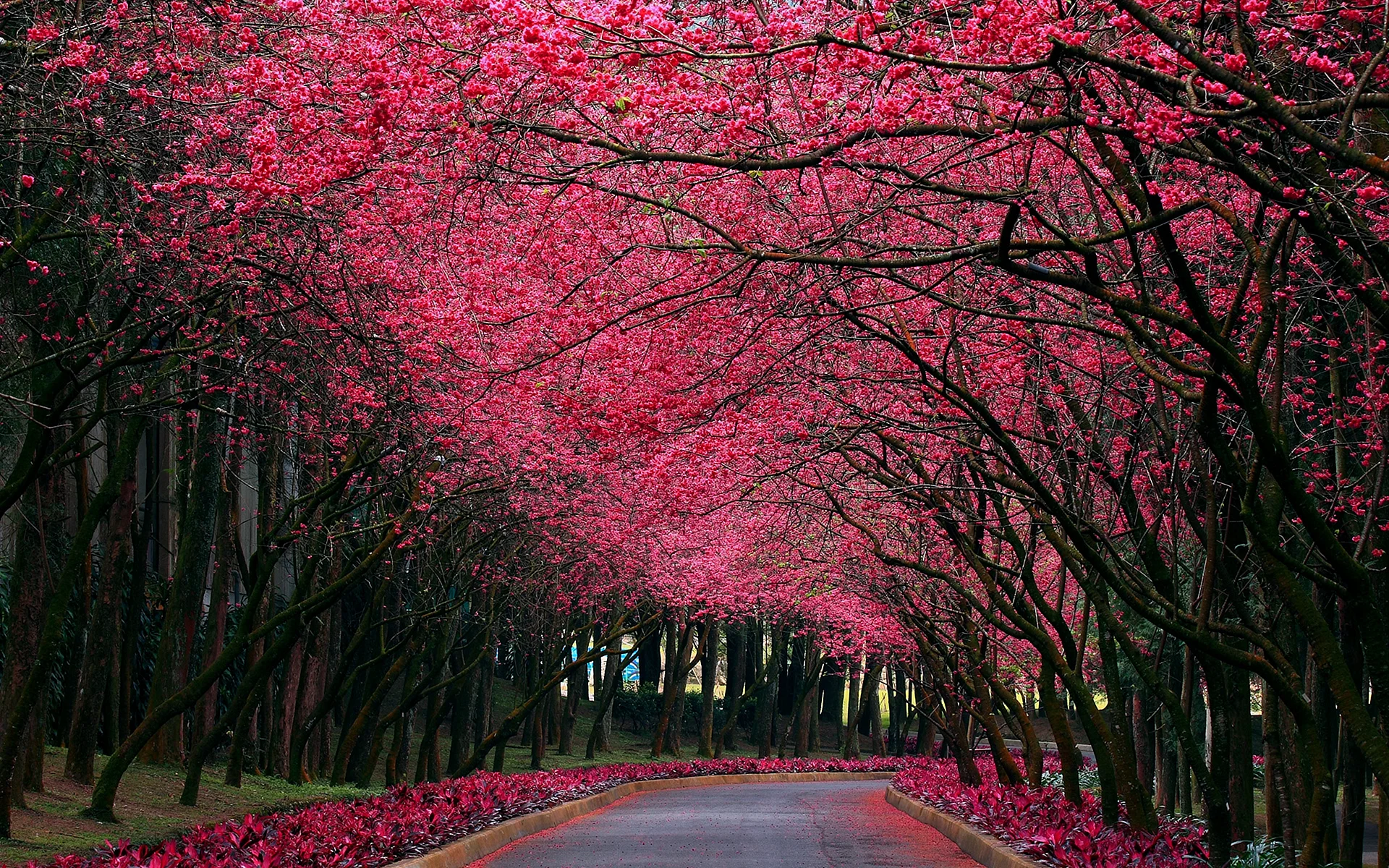 Pink Cherry Blossoms Wallpaper